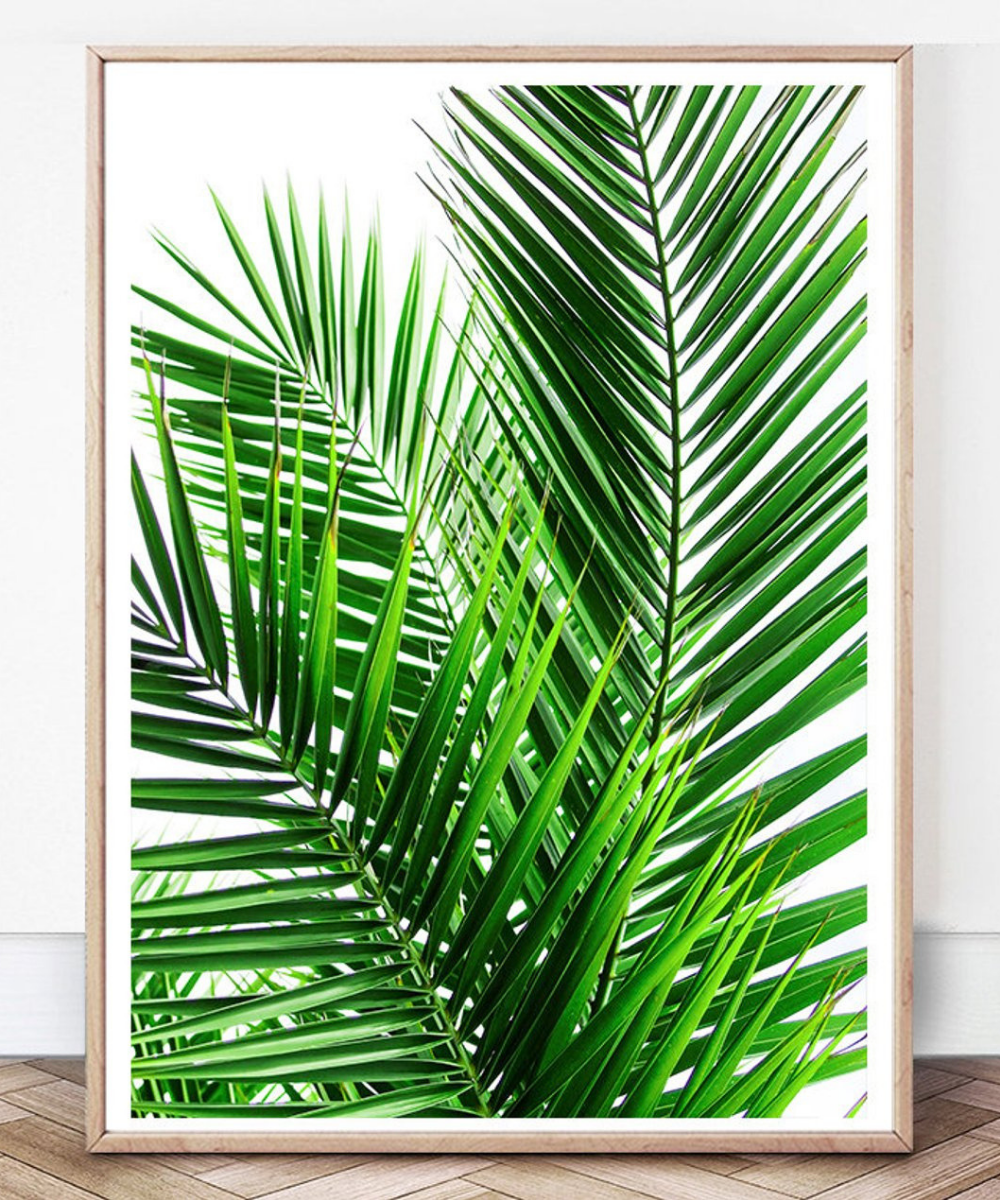 Palm Leaves